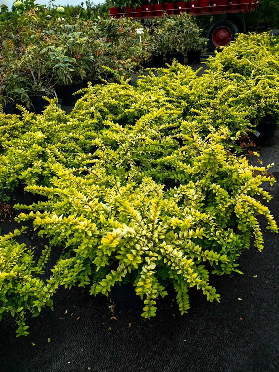 Suchodrzew mirtolistny 'Gold'