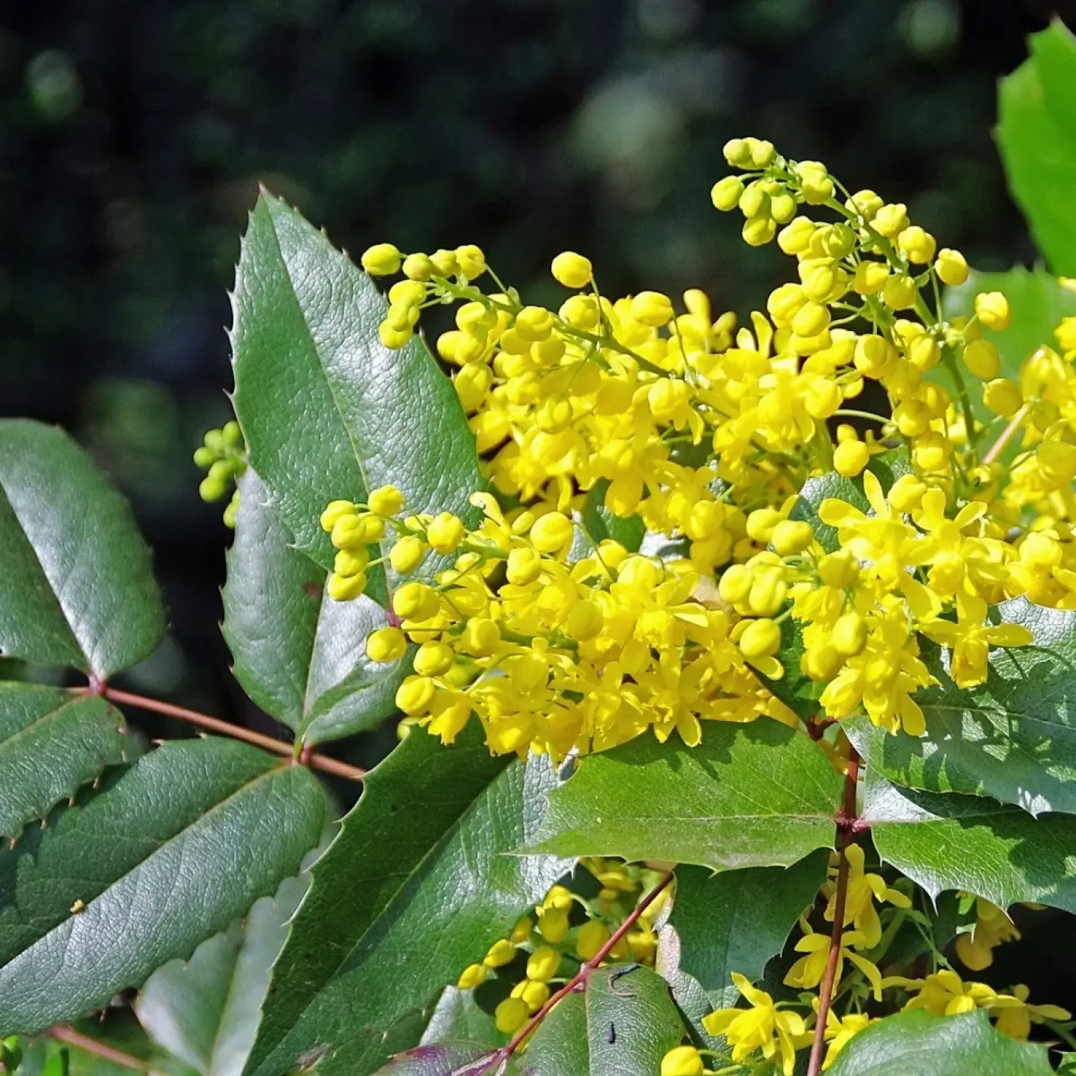 Mahonia pospolita