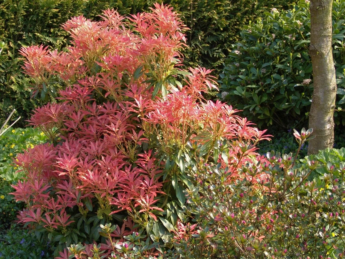 Pieris japoński Forest Flame