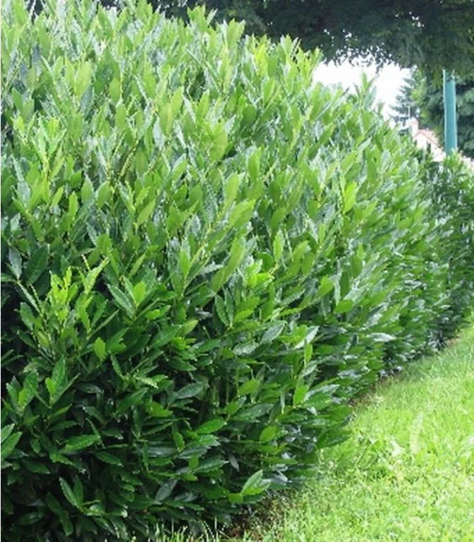 Laurowiśnia wschodnia 'Caucasica'