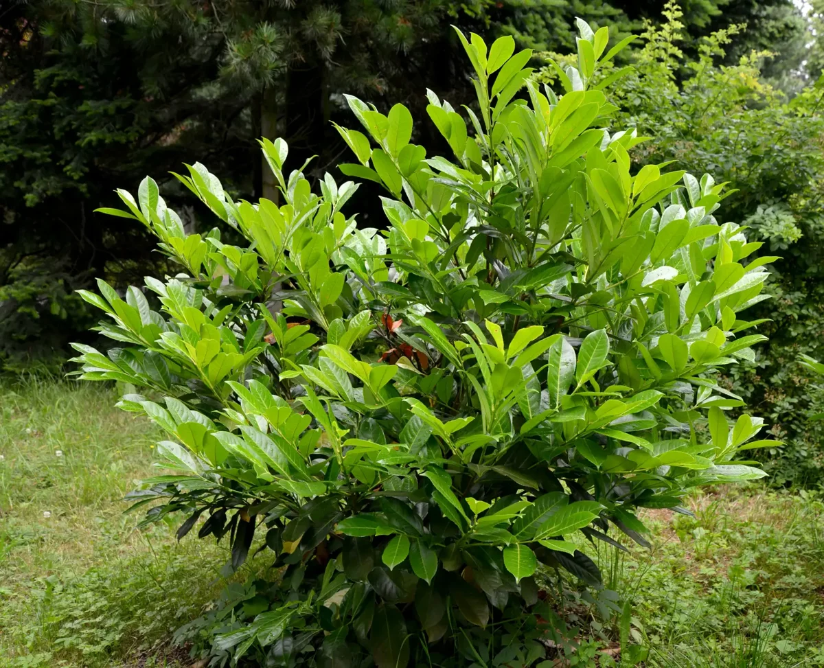 Laurowiśnia wschodnia Angustifolia