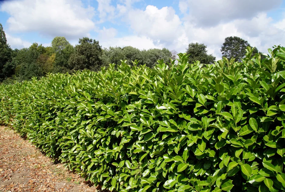 Laurowiśnia wschodnia 'Nigra'