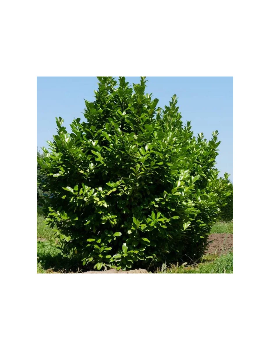 Laurowiśnia wschodnia 'Rotundifolia'