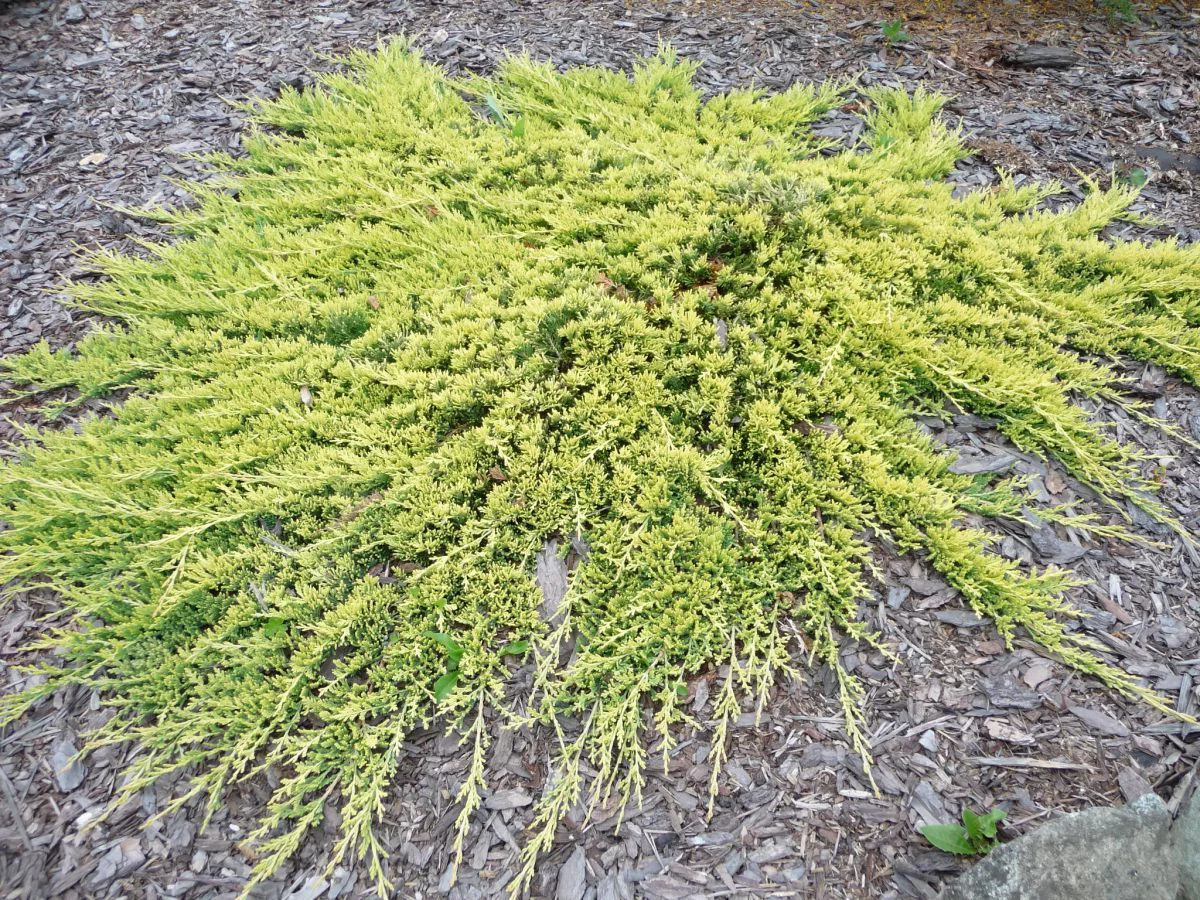 Jałowiec płożący Golden Carpet
