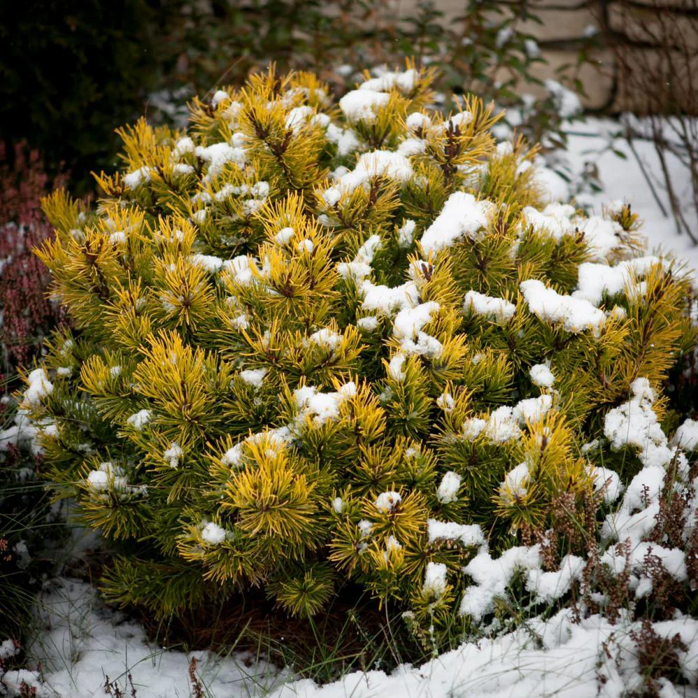 Sosna górska 'Winter Gold'