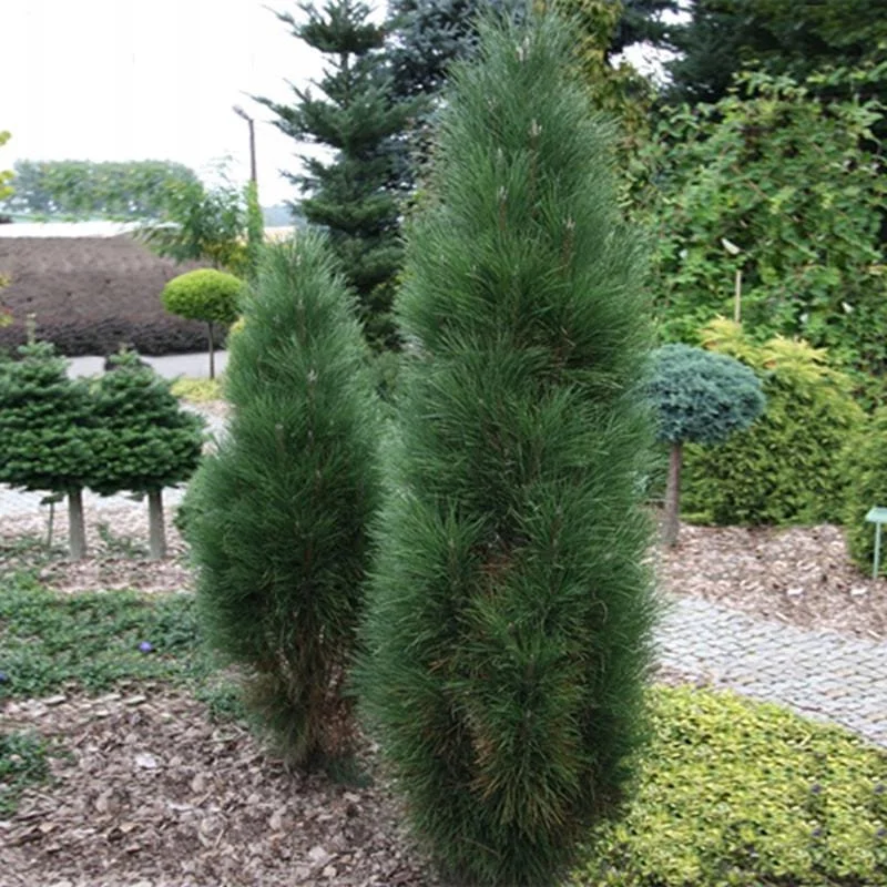 Sosna czarna 'Green Tower'