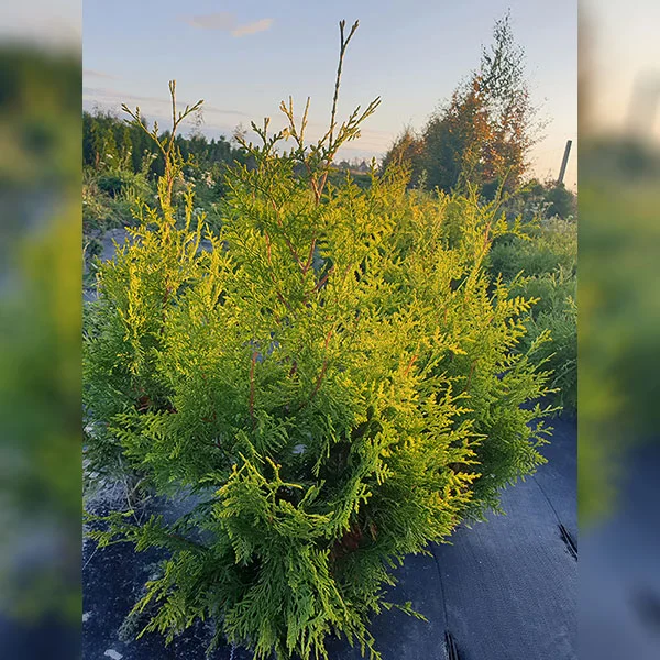 Żywotnik zachodni 'Golden Brabant'