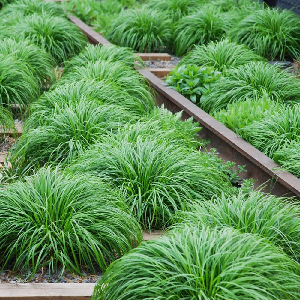 Turzyca oszimska Evergreen