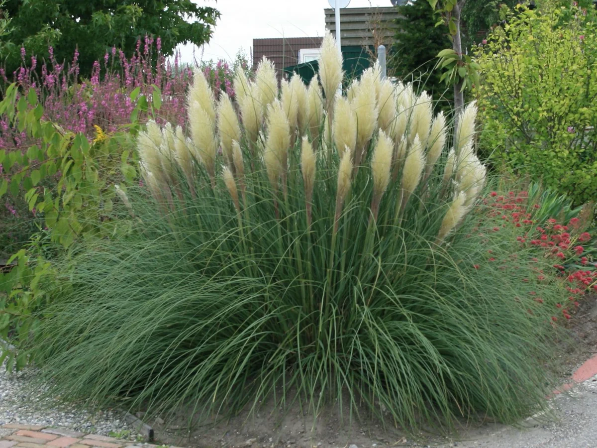 Trawa pampasowa 'Pumila'