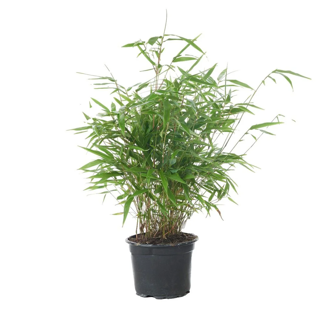 Fargezja olbrzymia Formidable