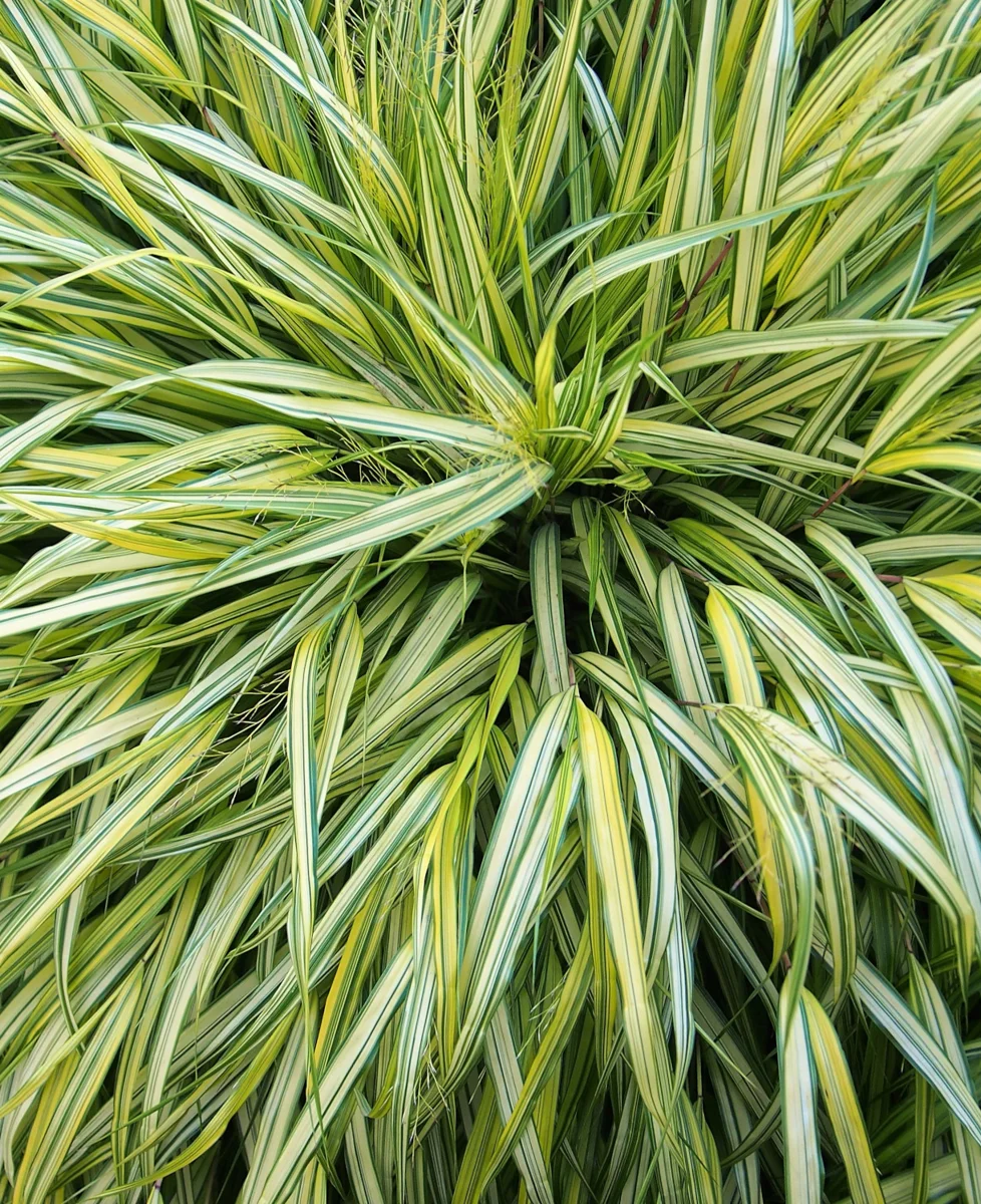 Hakonechloa smukła 'Aureola'
