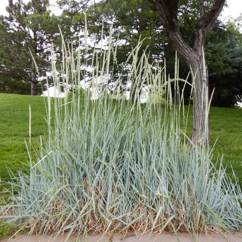 Wydmuchrzyca piaskowa