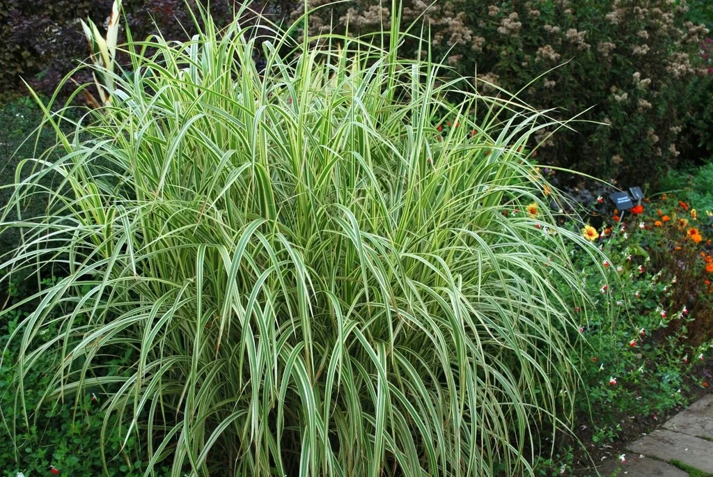 Miskant chiński Variegatus