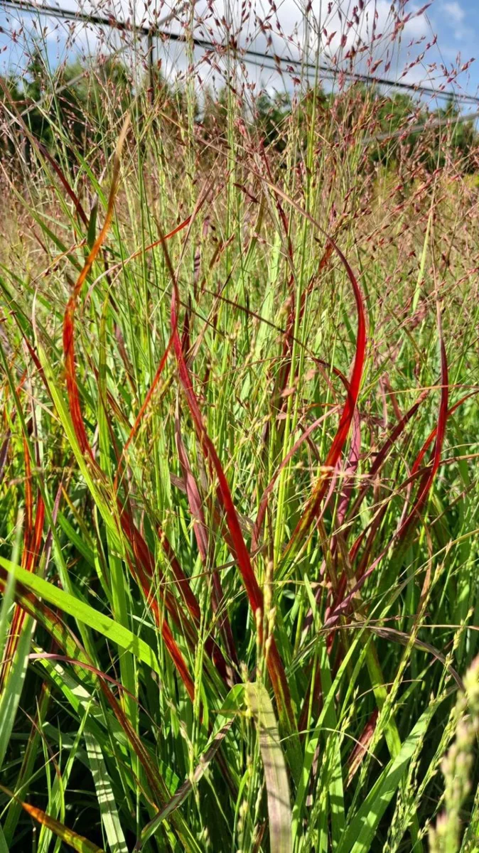 Proso rózgowate 'Sangria'