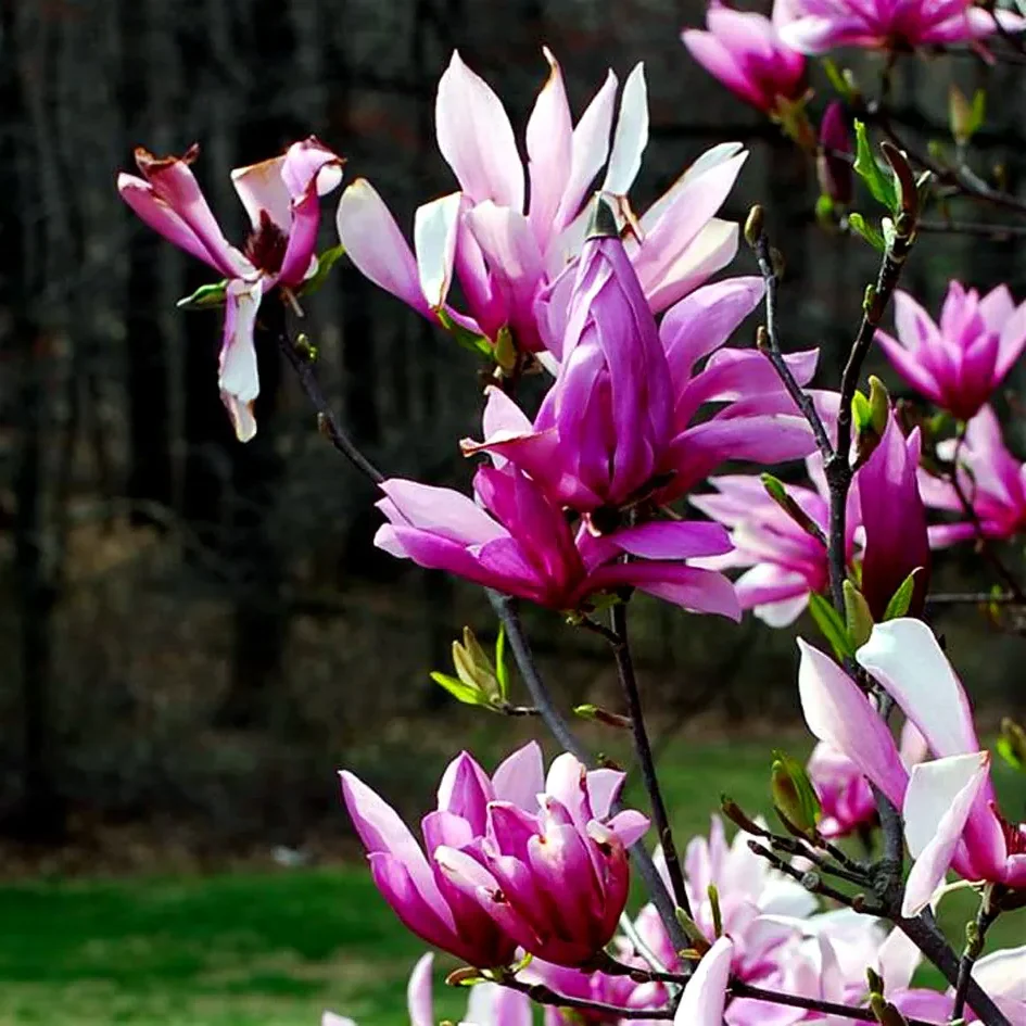 Magnolia 'Betty'