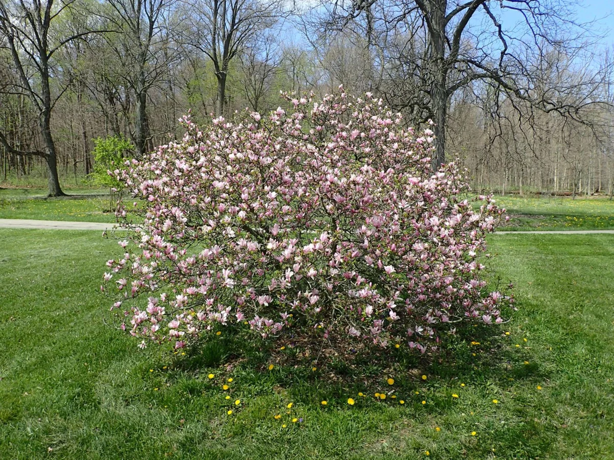 Magnolia 'George Henry Kern'