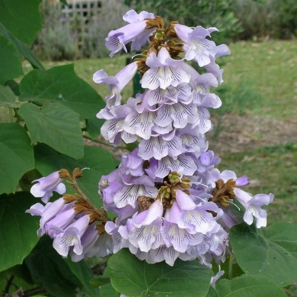 Paulownia puszysta