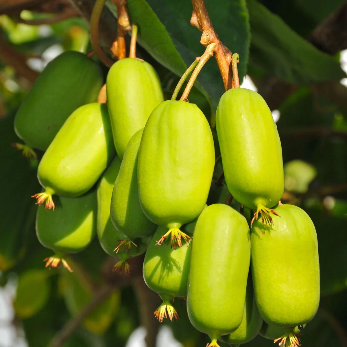 Aktinidia ostrolistna Jumbo