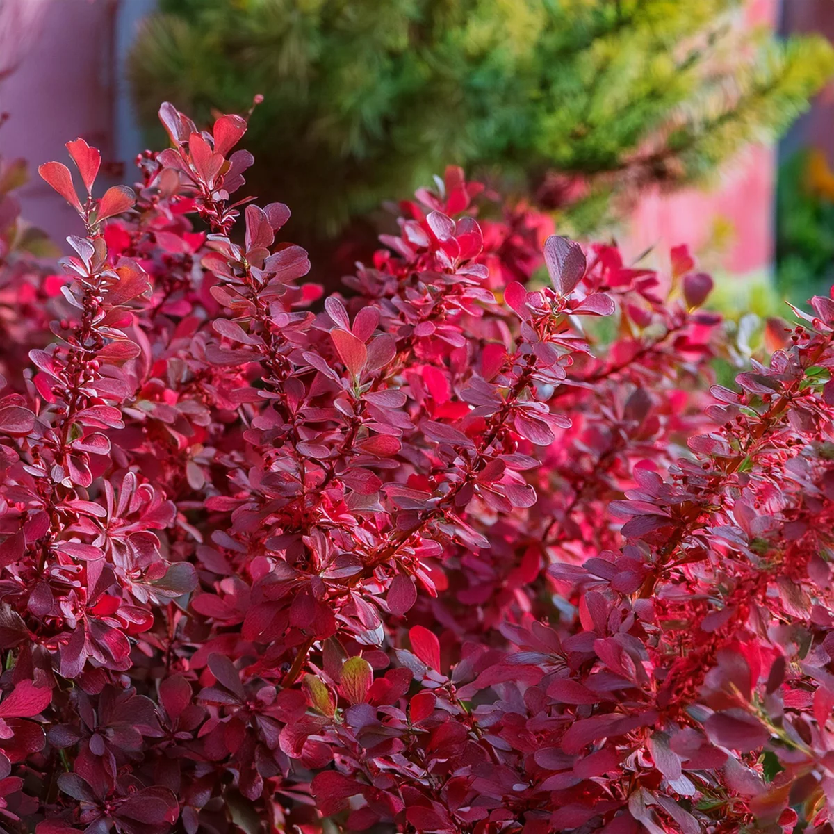 Berberys Thunberga 'Red Dream'