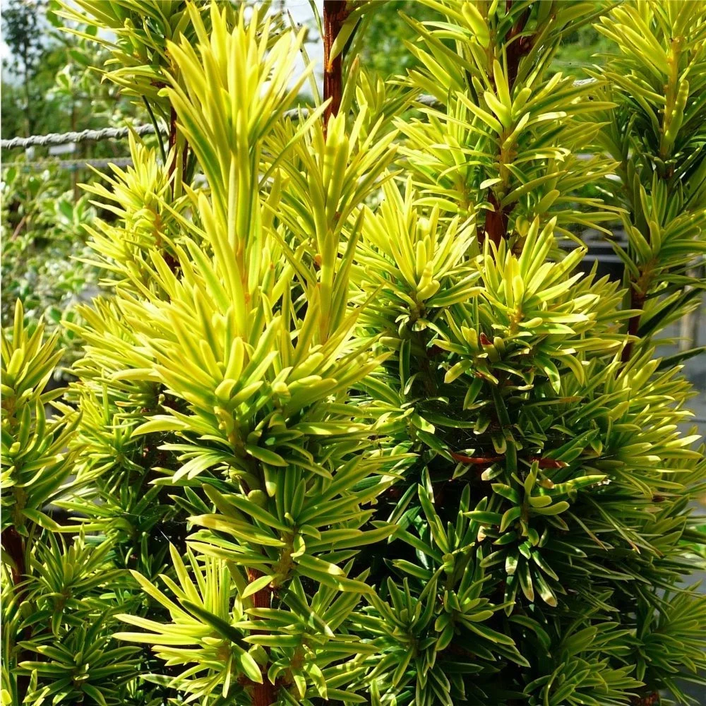 Cis pospolity 'Golden Carol'