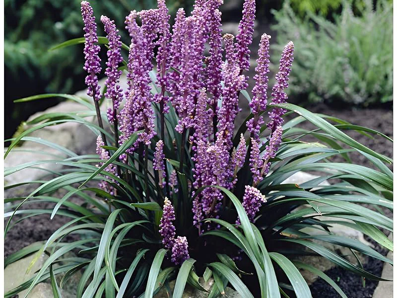 Liriope szafirkowa 'Purple Passion'