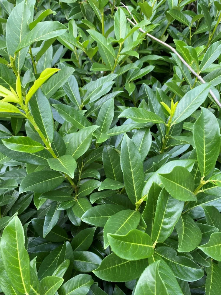 Laurowiśnia wschodnia Genolia