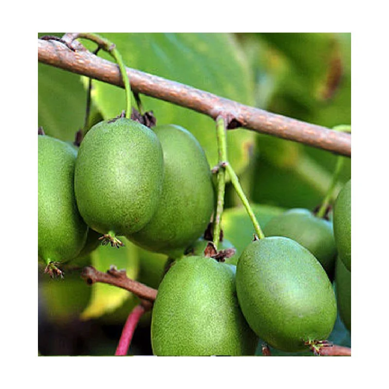 Aktinidia ostrolistna 'Sentyabraskaya'