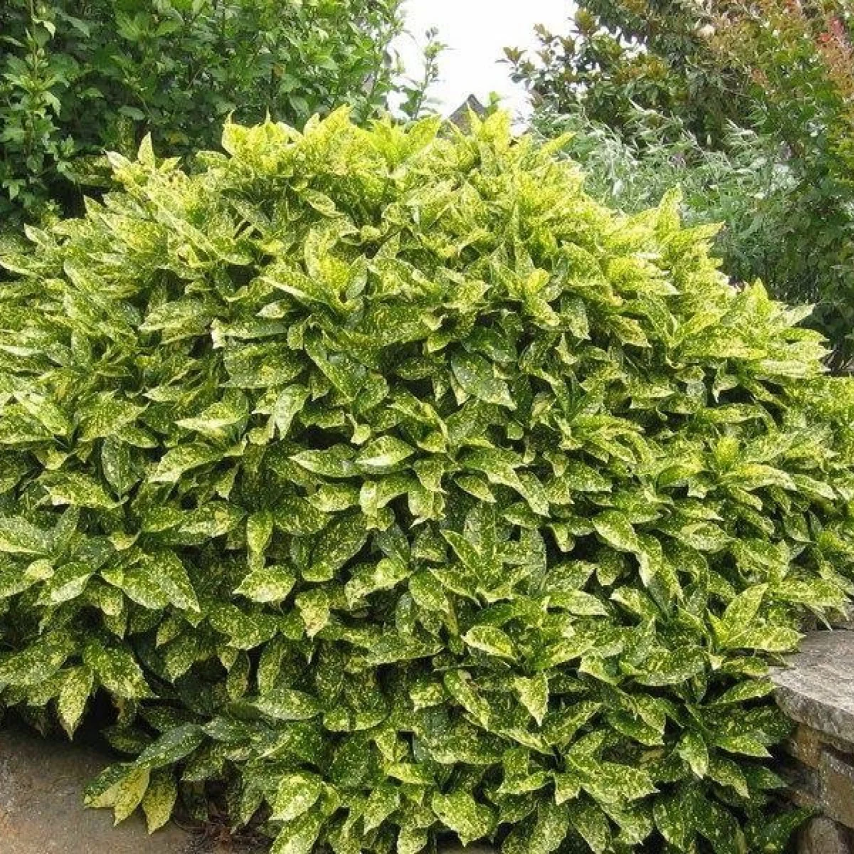 Aukuba japońska 'Variegata'