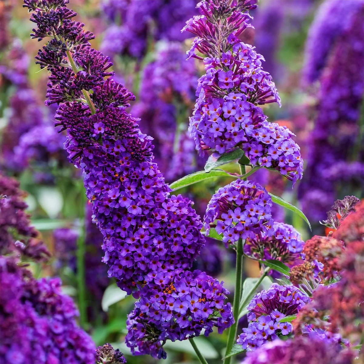 Budleja Dawida 'Little Purple'