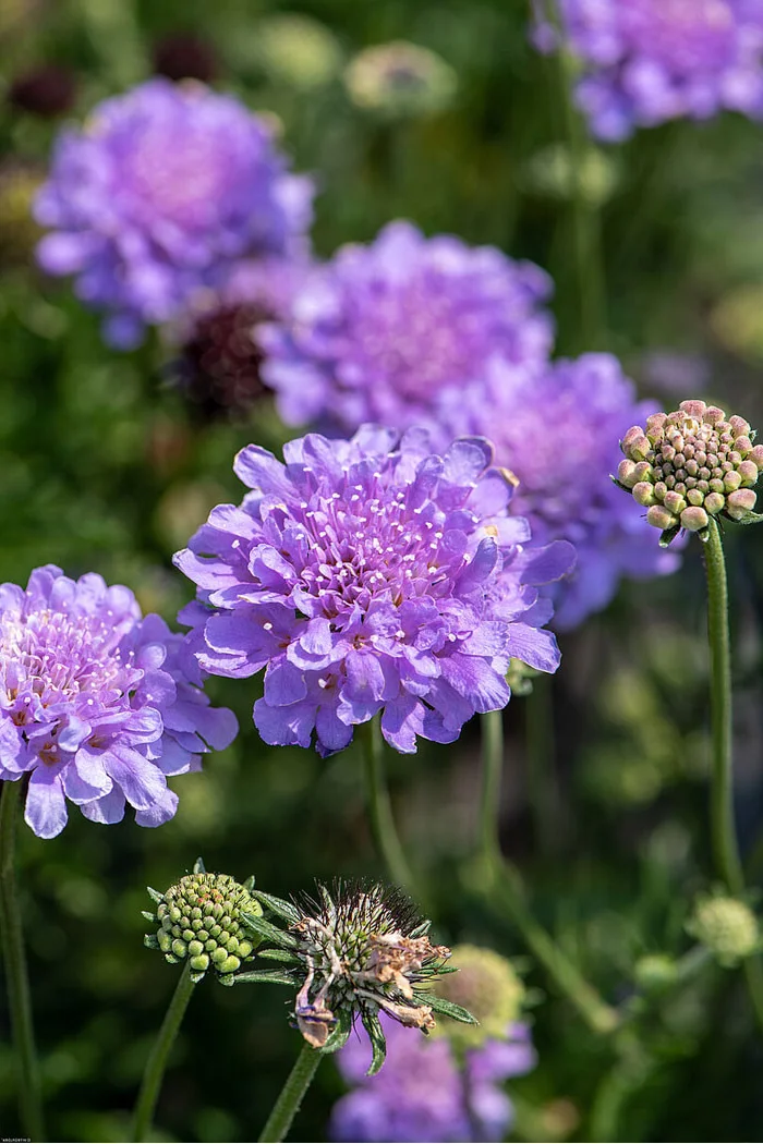 Driakiew gołębia 'Flutter Deep Blue'