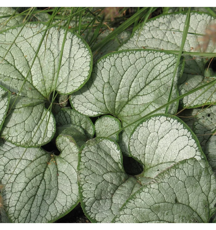 Brunera wielkolistna 'Silver Heart'