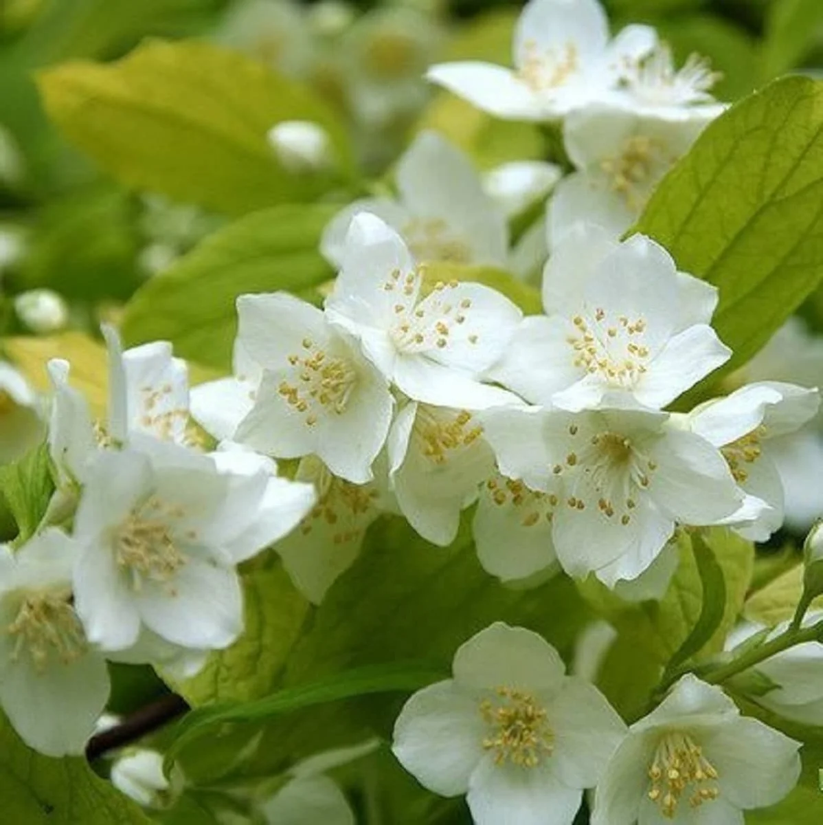 Jaśminowiec wonny 'Aureus'