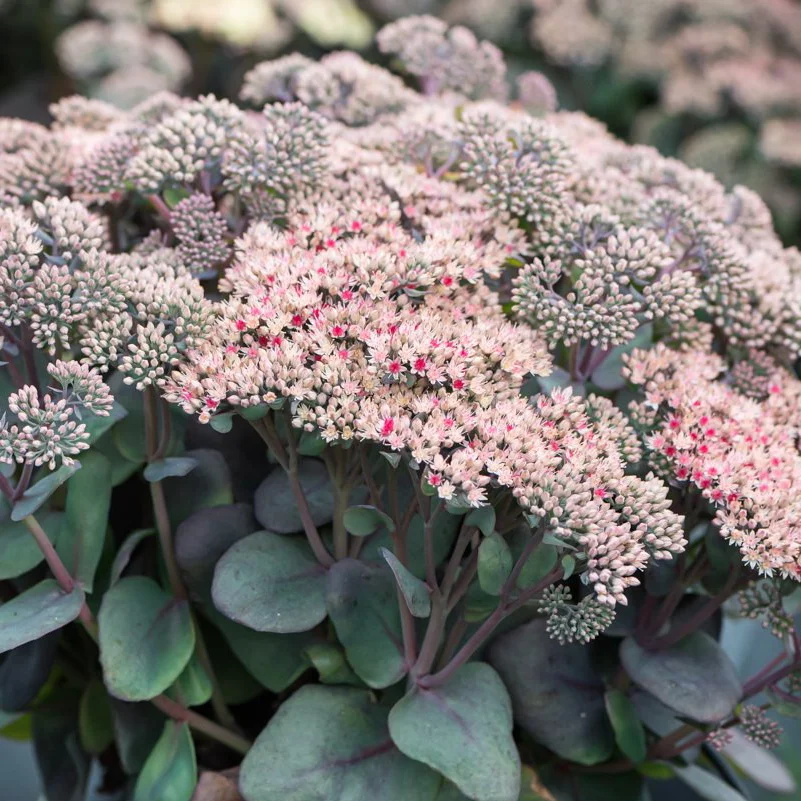 Rozchodnik 'Globe Pink'