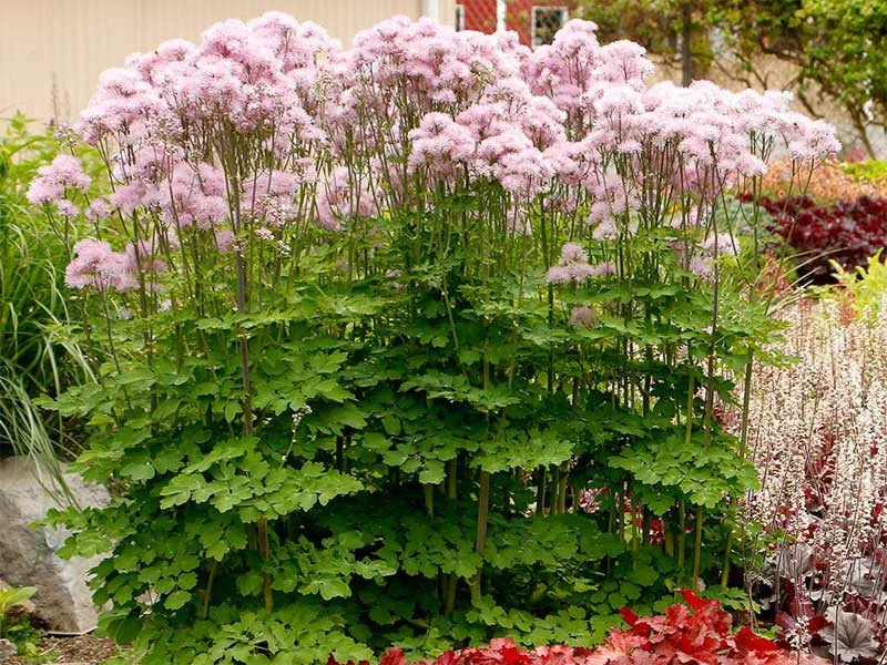 Rutewka orlikolistna 'Nimbus Pink'