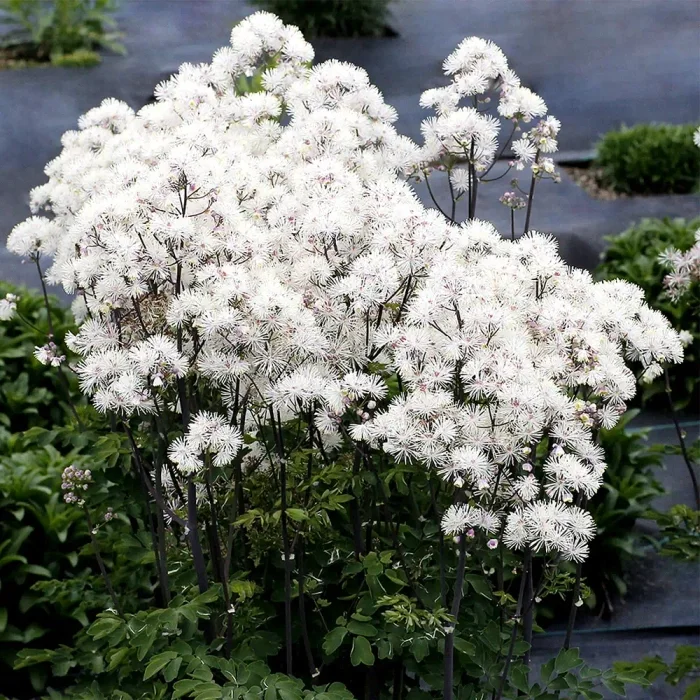 Rutewka orlikolistna 'Nimbus White'
