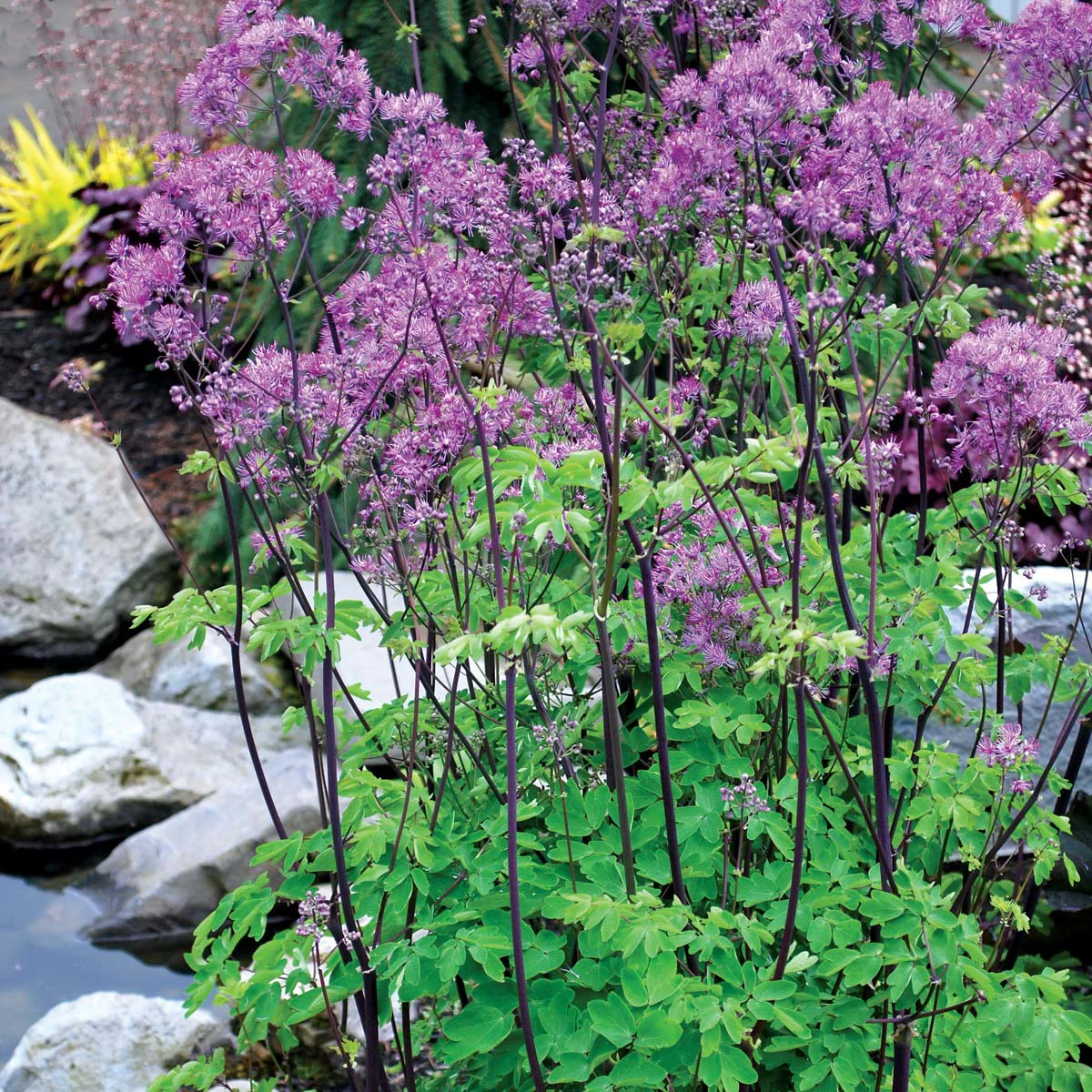Rutewka Delavaya 'Black Stockings'