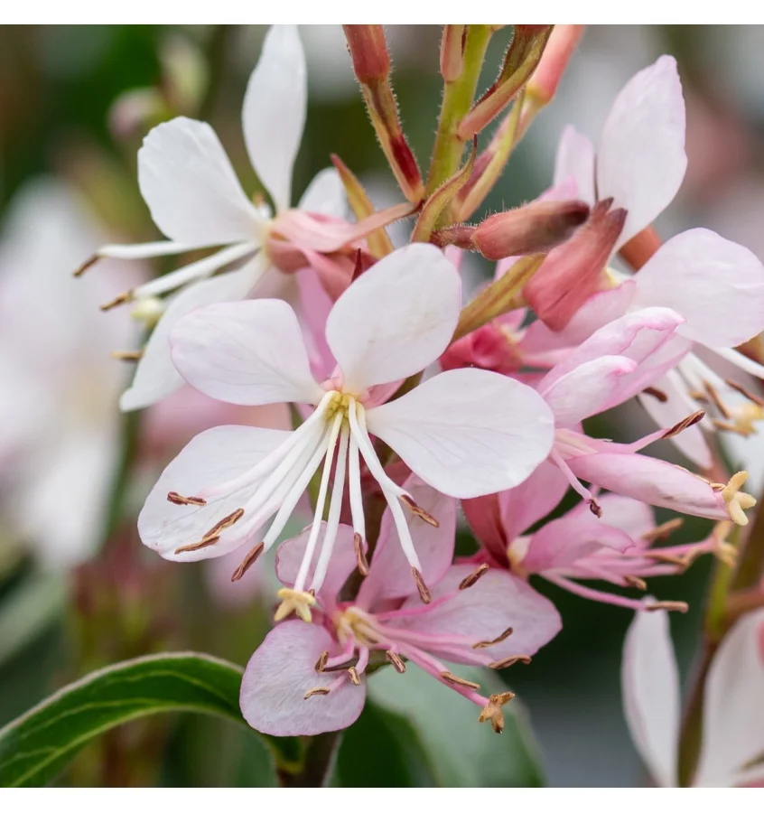 Gaura Lindheimera 'Graceful Blush'