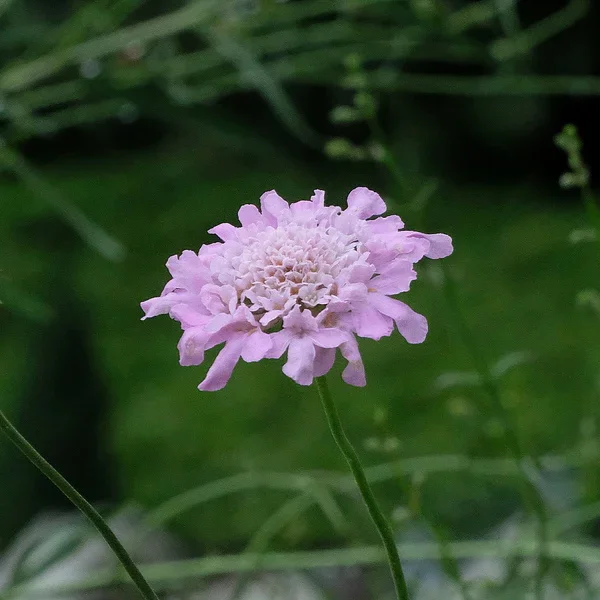 Driakiew gołębia 'Flutter Rose Pink'