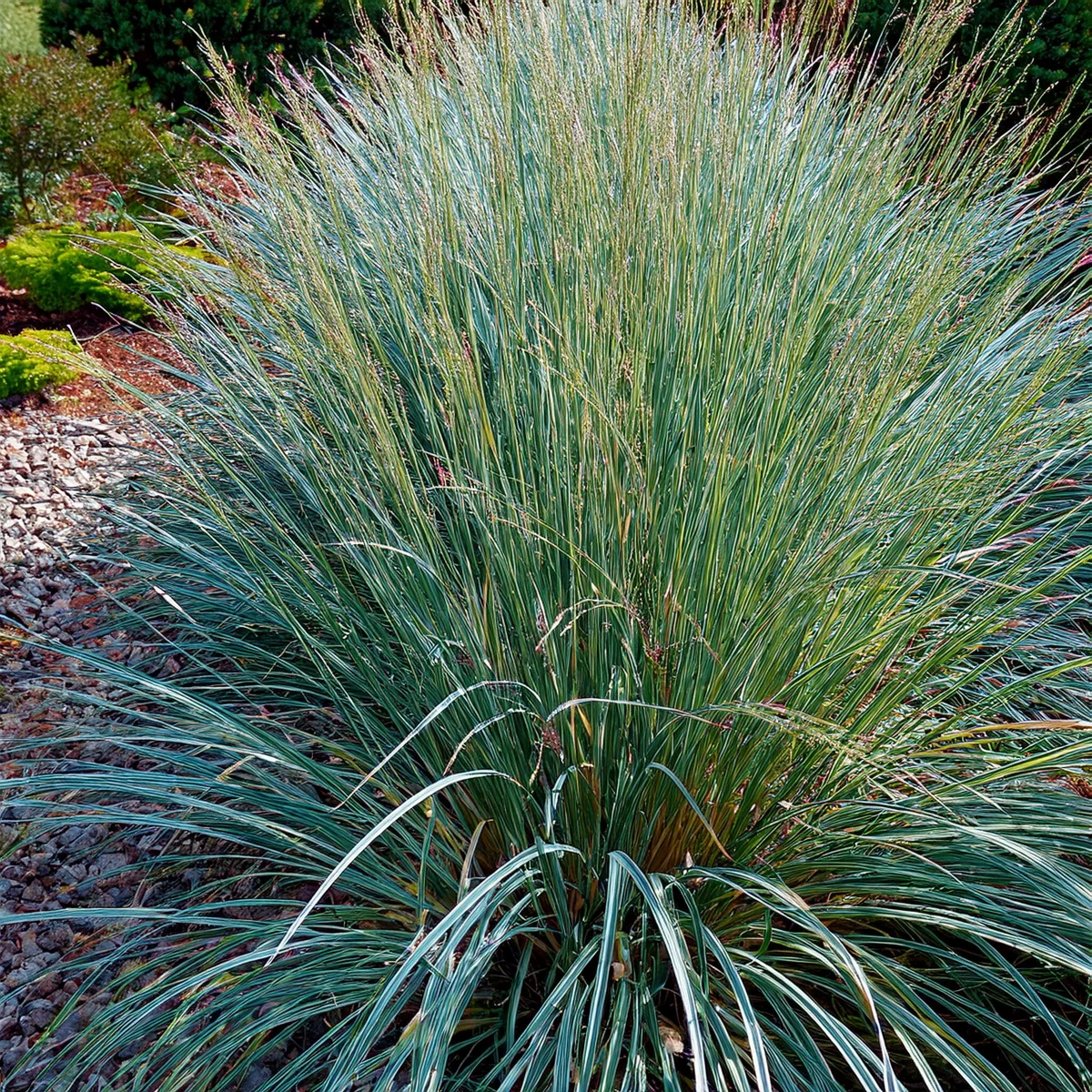 Proso rózgowate 'Prairie Sky'
