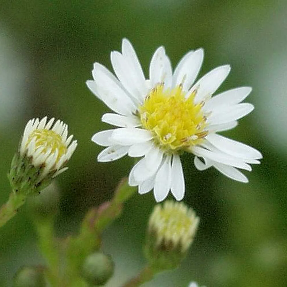 Aster krzaczasty 'Ulrike'