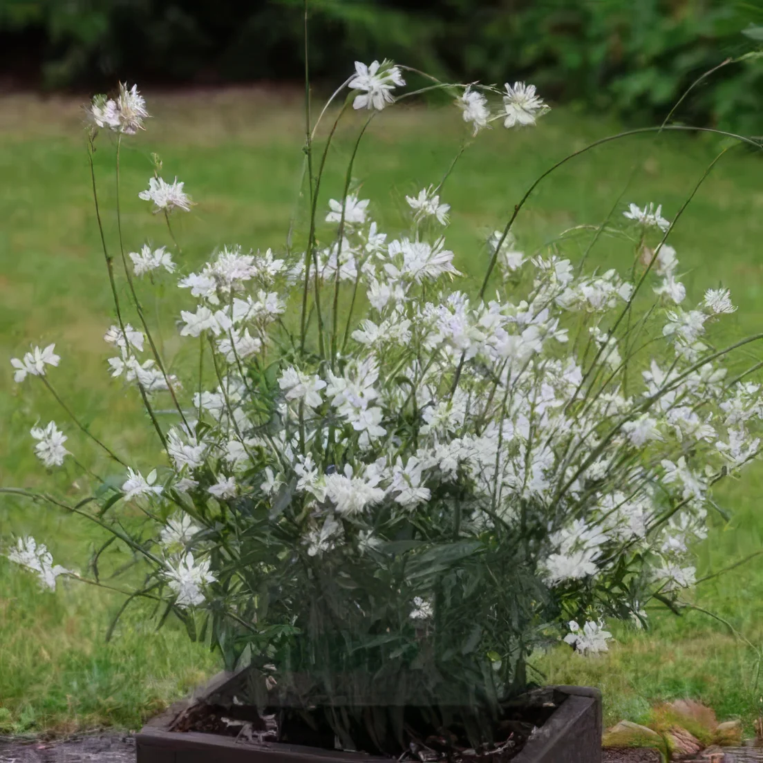Gaura Lindheimera Graceful White