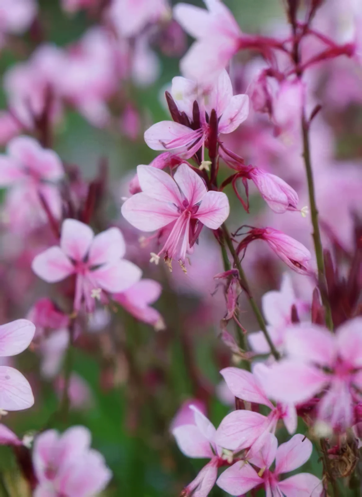 Gaura Lindheimera 'Baby Butterfly Dark Pink'