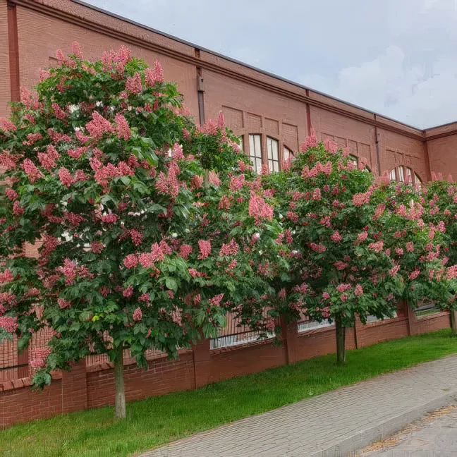 Kasztanowiec czerwony Briotii