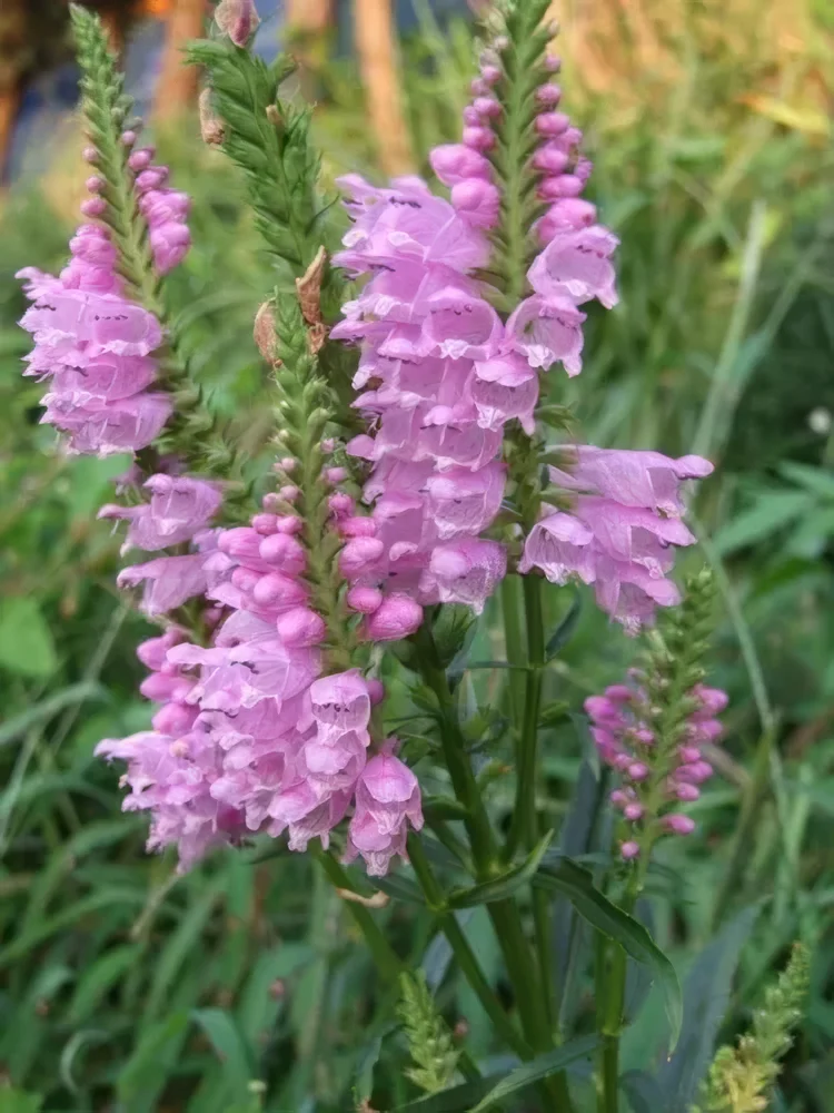 Odętka wirginijska 'Rosea'