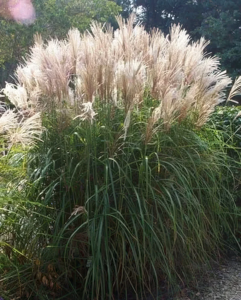 Miskant chiński 'Graziella'