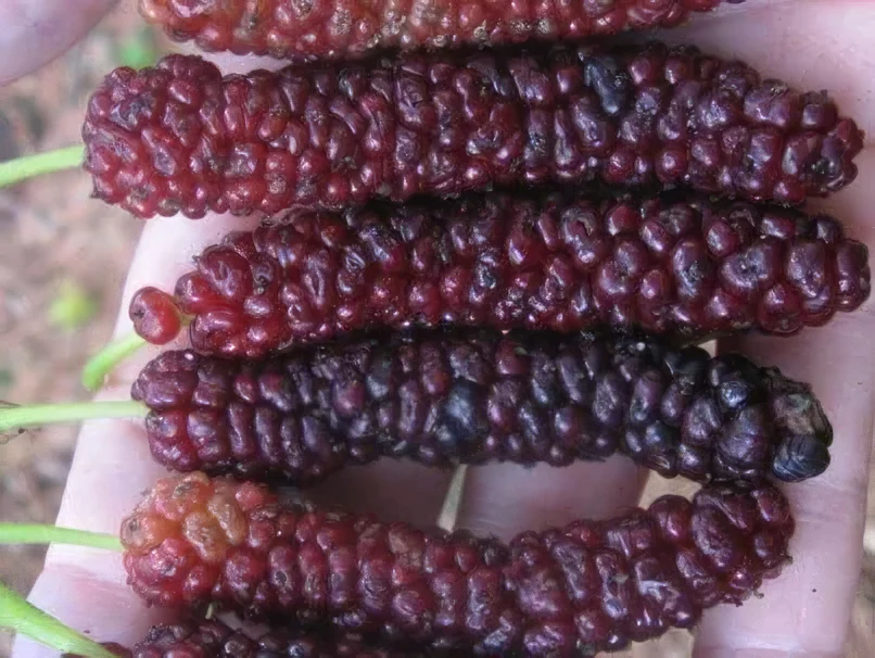 Morwa biała 'Giant Fruit'