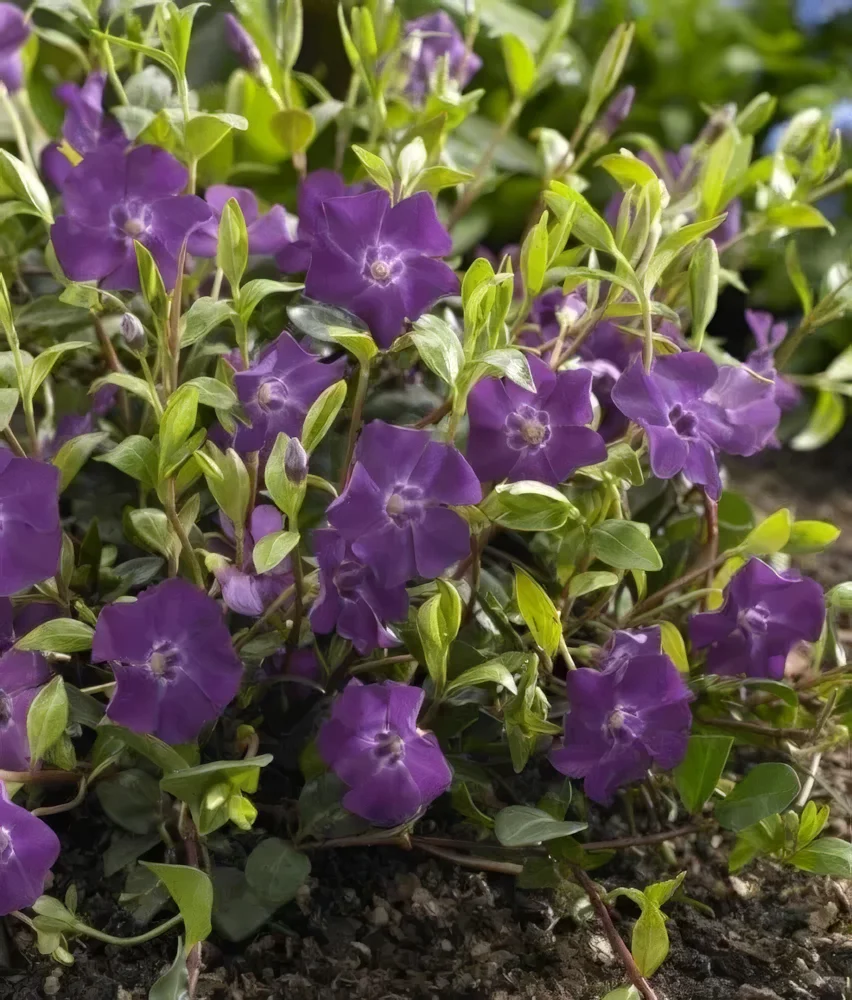 Barwinek pospolity 'Atropurpurea'