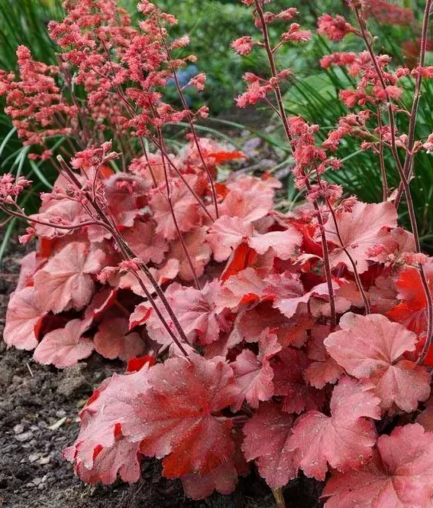 Żurawka 'Cherry Cola'