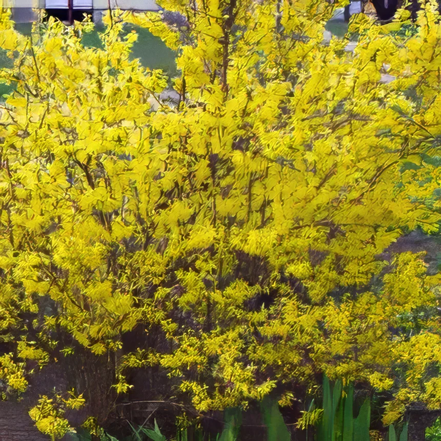 Forsycja Weber Bronx