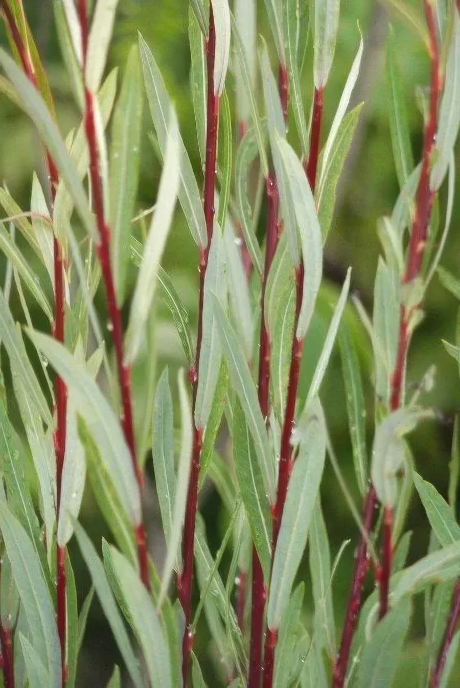 Wierzba purpurowa